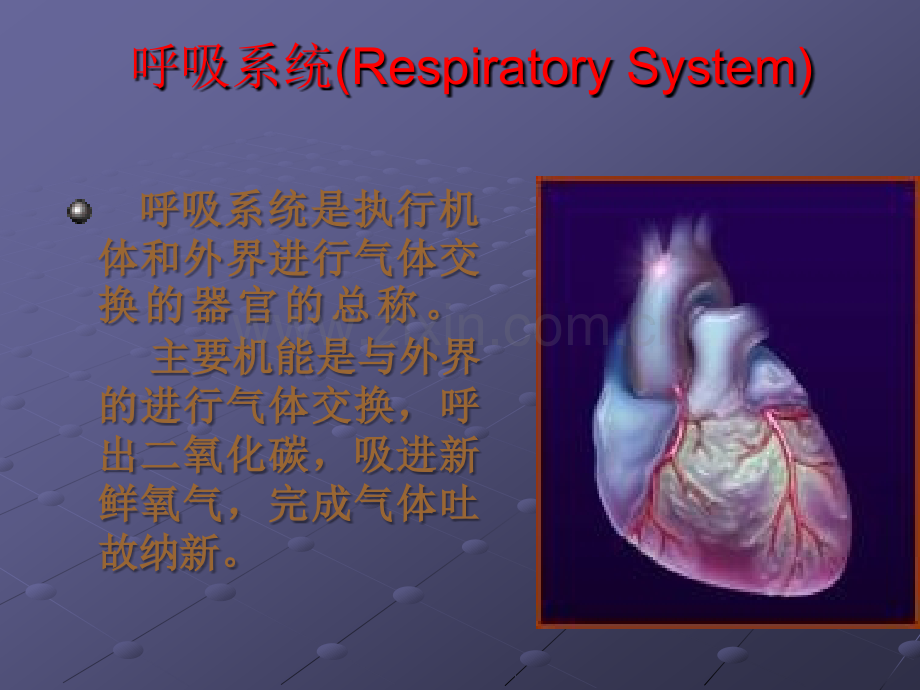 呼吸系统(Respiratory-System).ppt_第1页