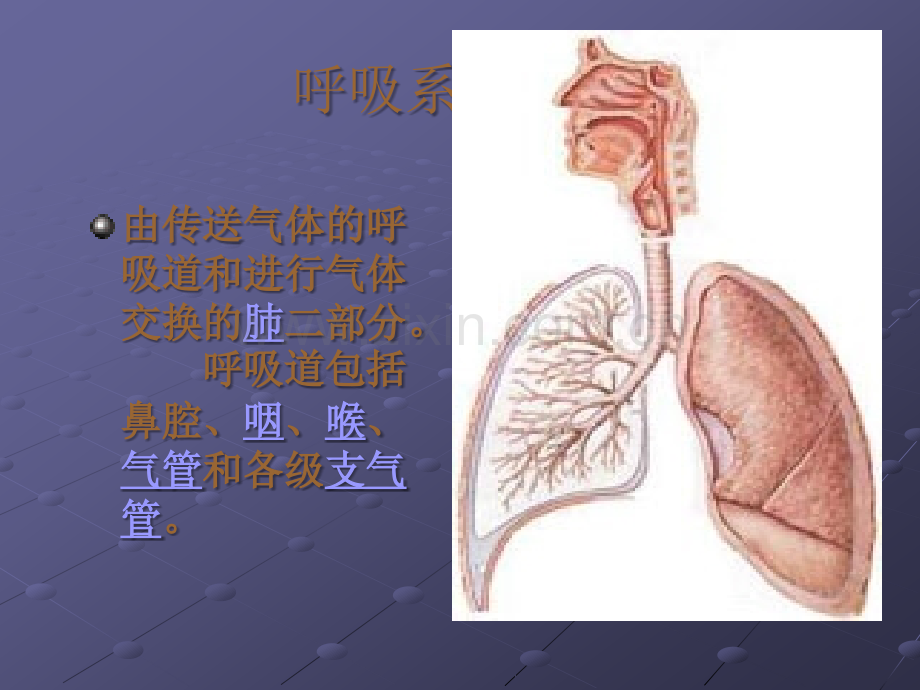 呼吸系统(Respiratory-System).ppt_第2页