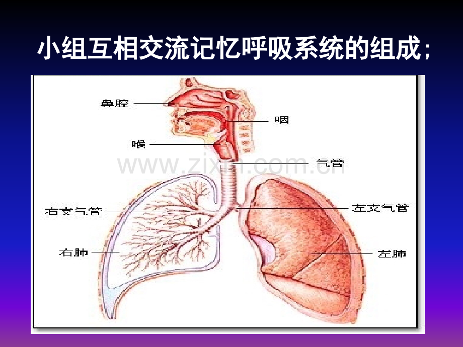 呼吸道对气体的处理.ppt_第2页