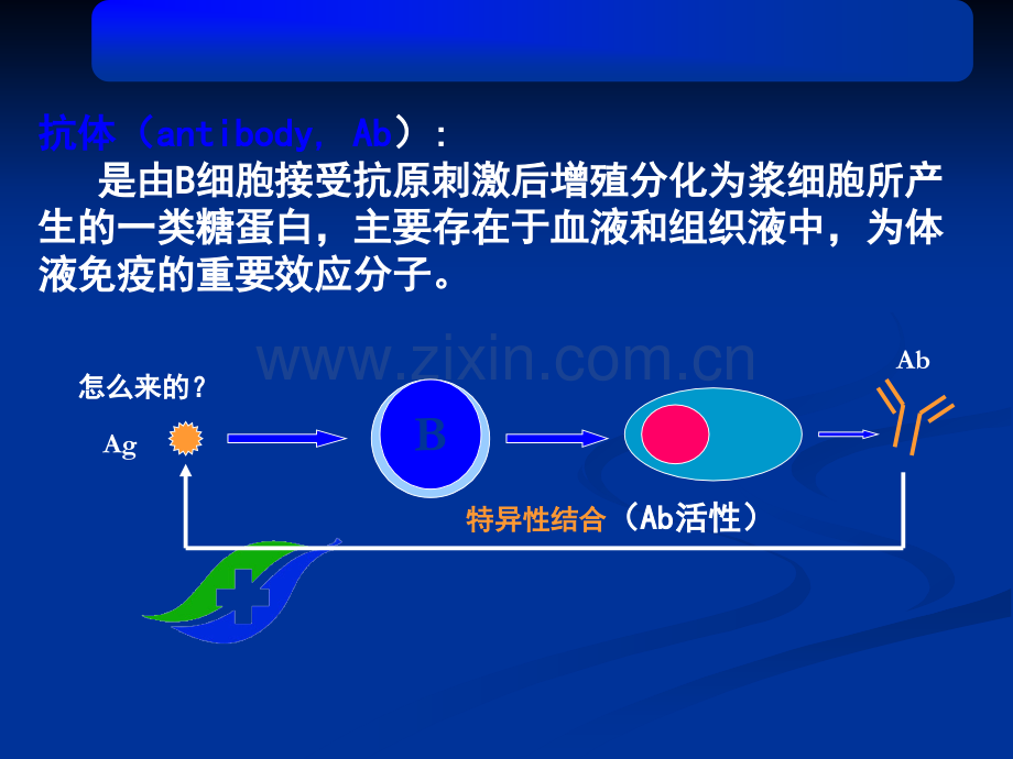 免疫球蛋白.ppt_第2页