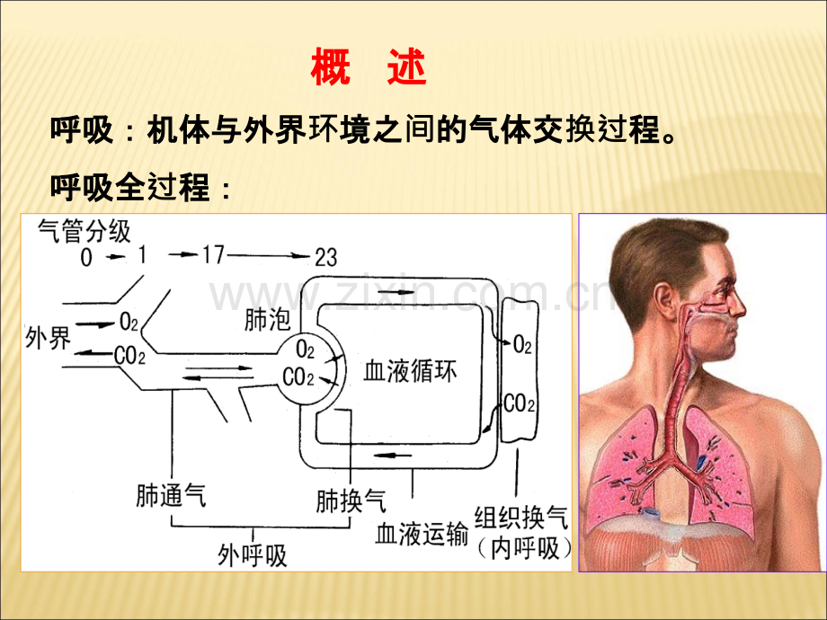 呼吸系统解剖与生理.ppt_第2页
