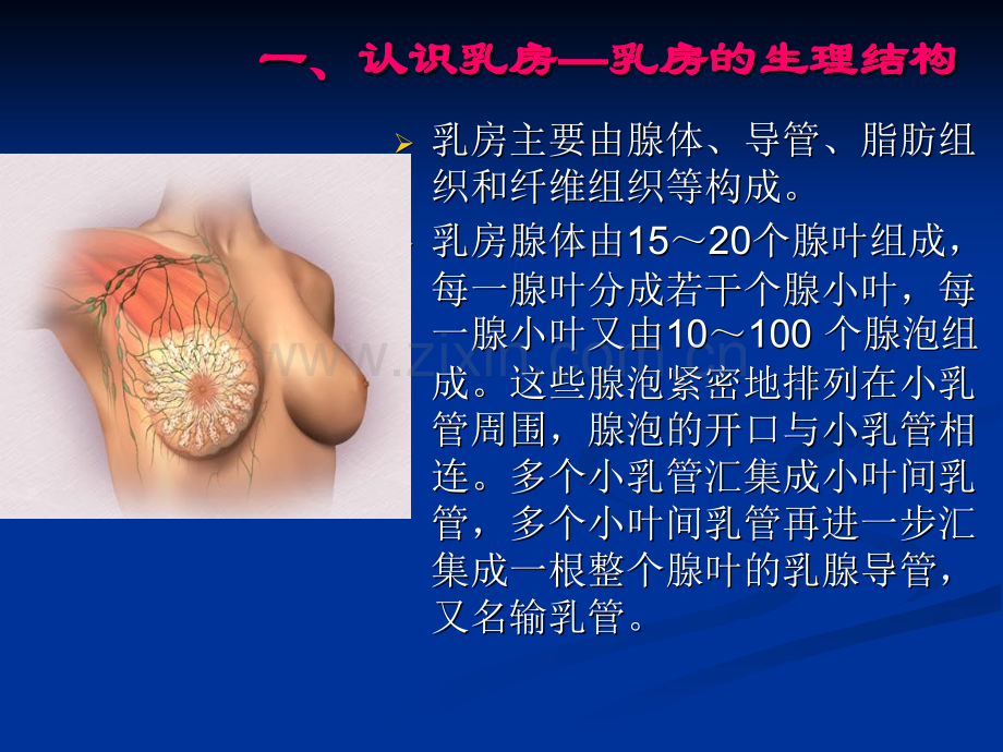乳腺相关知识--副本.ppt_第2页