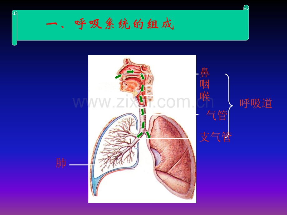呼吸道对空气的处理ppt课件.ppt_第2页