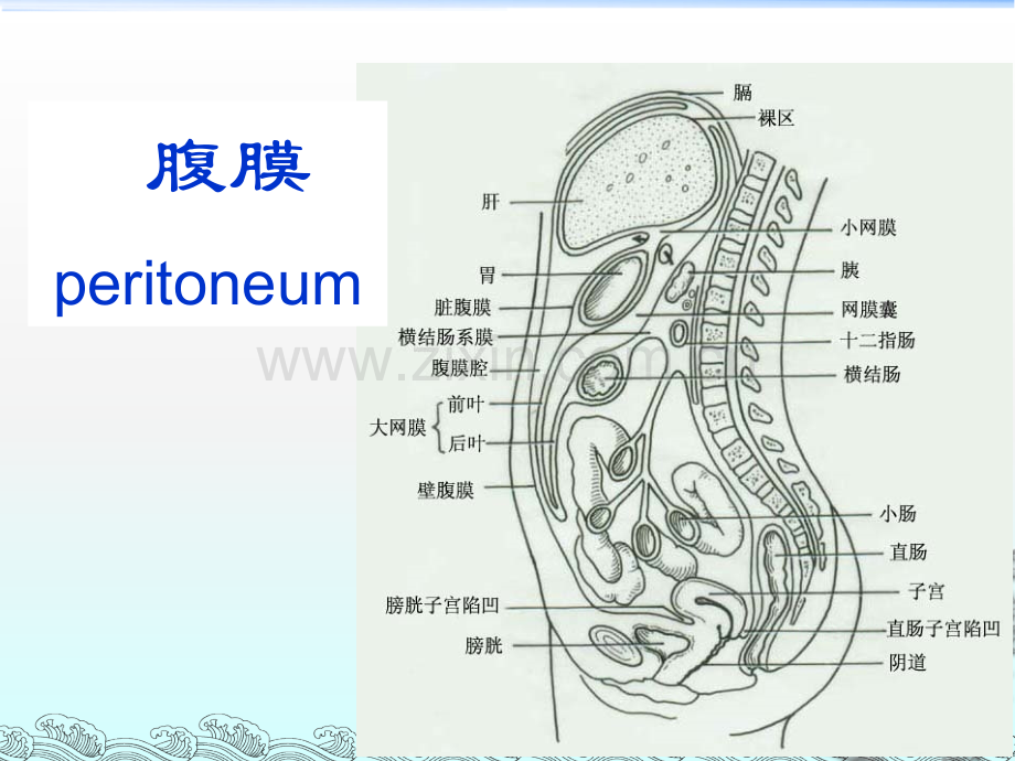 人体解剖学--腹膜.ppt_第1页
