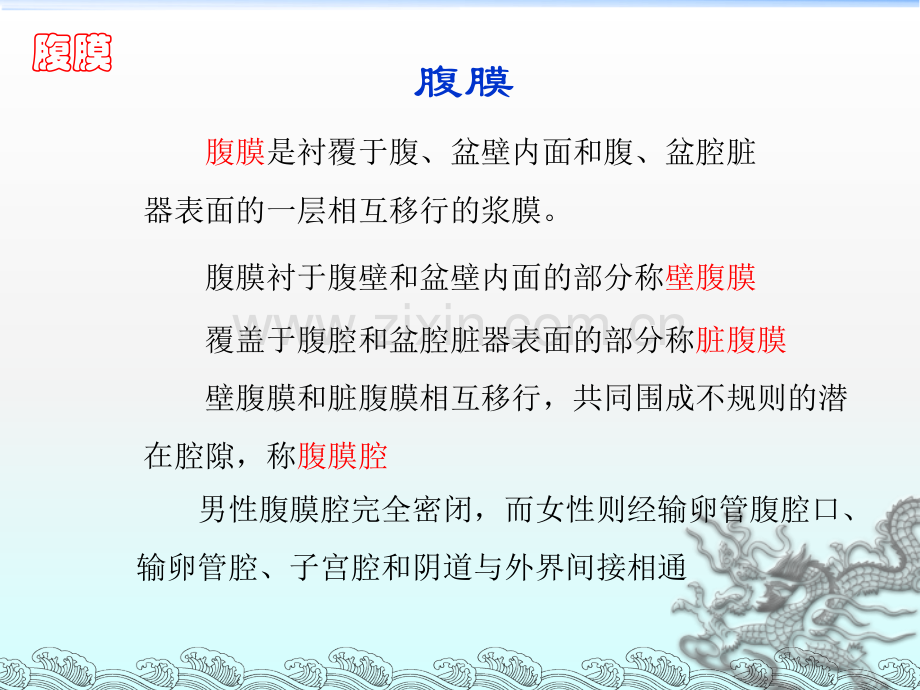 人体解剖学--腹膜.ppt_第2页