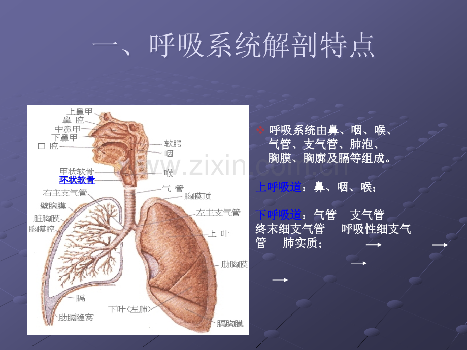呼吸系统疾病常见症状体征的护理.ppt_第2页
