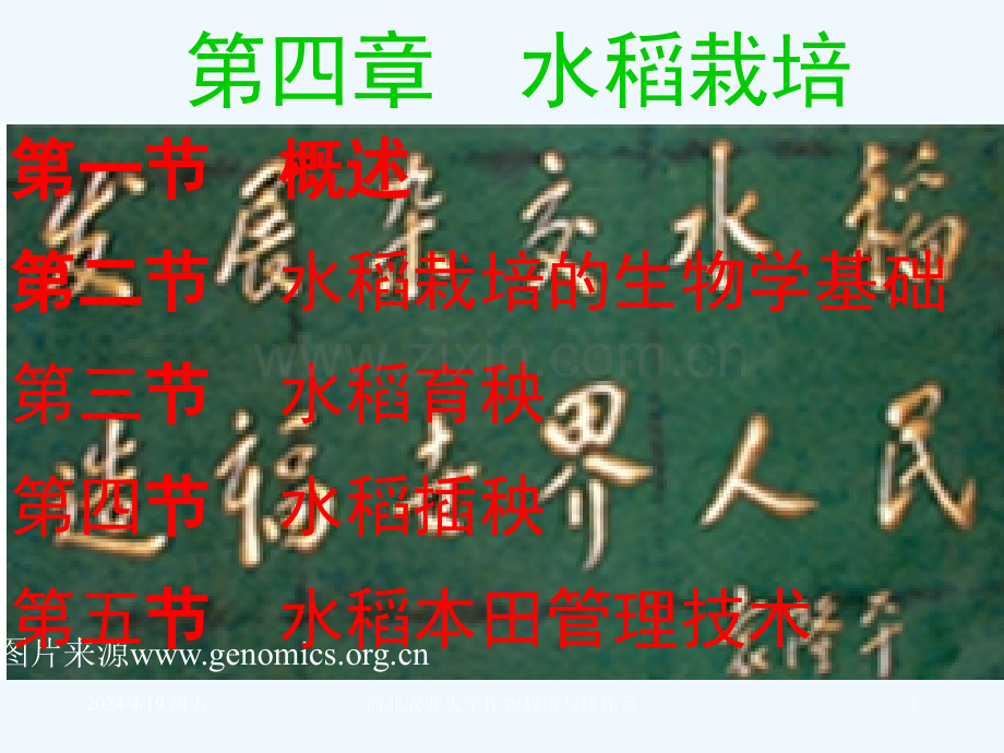 2各论1章水稻.pptx_第1页