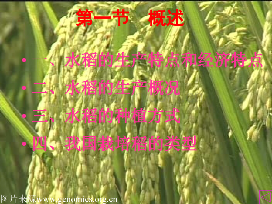 2各论1章水稻.pptx_第2页