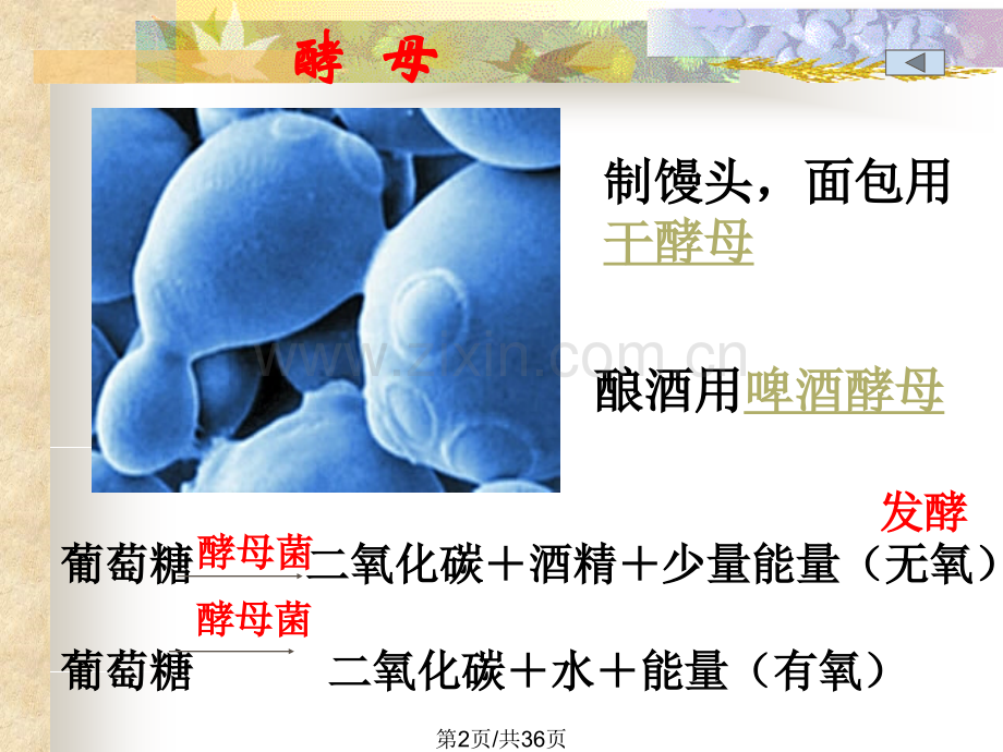 五二人类对细菌和真菌利用.pptx_第2页