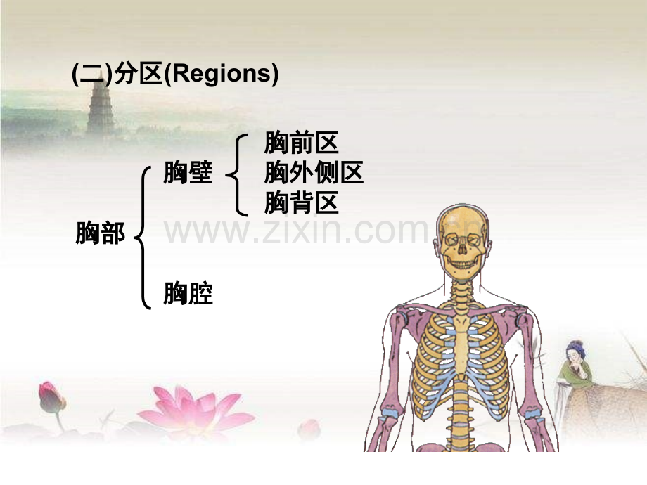临床医学五年制局部解剖学课件胸部-PPT.ppt_第2页