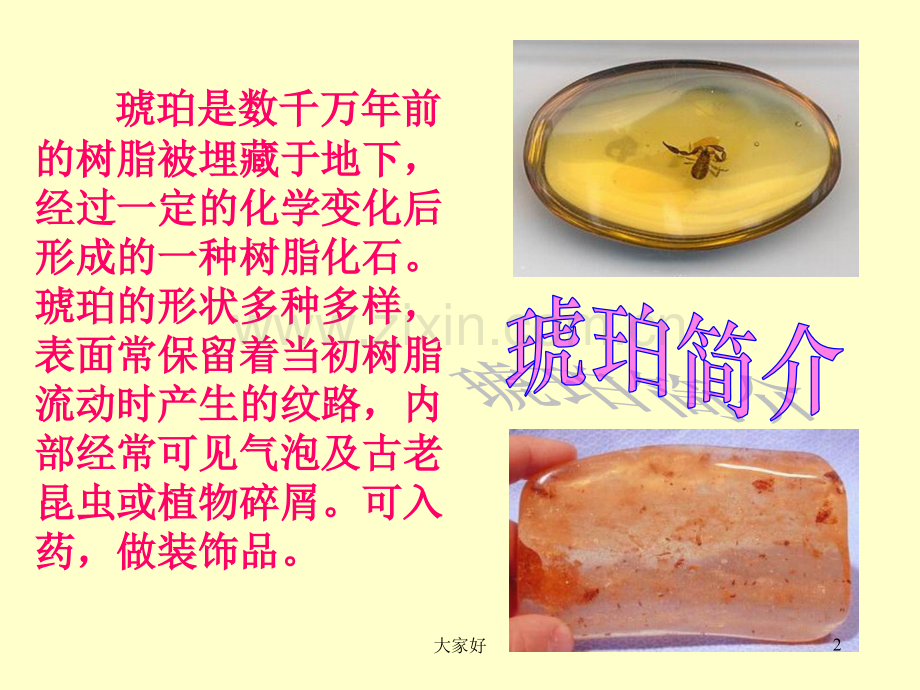五年级语文《琥珀》课件.ppt_第2页