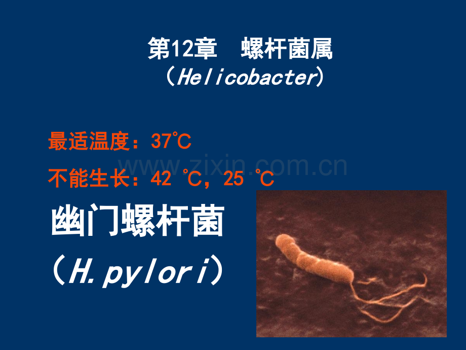 第12章螺杆菌属.pptx_第1页