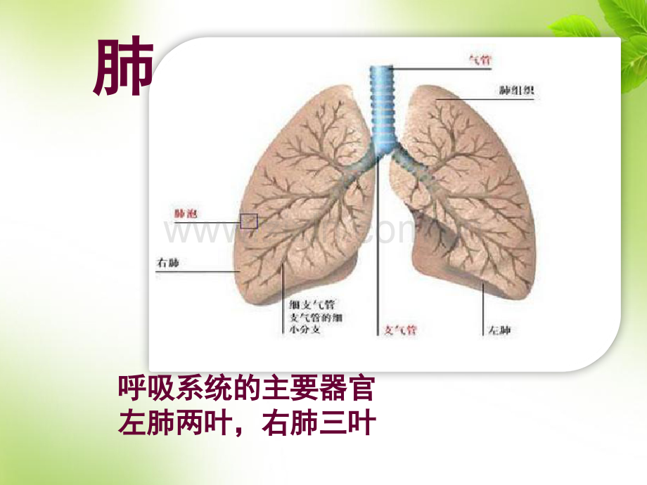 发生在肺内的气体交换.ppt_第2页