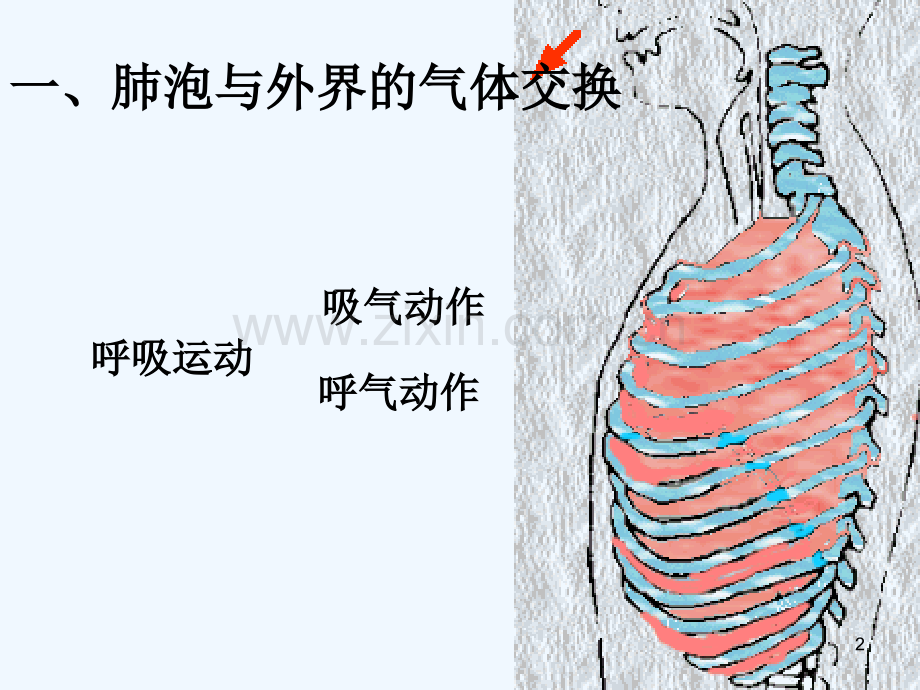 人体与外界的气体交换-PPT课件.ppt_第2页
