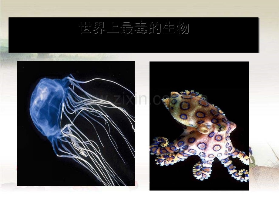 世界上最毒的生物-PPT.ppt_第1页
