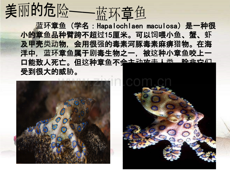 世界上最毒的生物-PPT.ppt_第2页