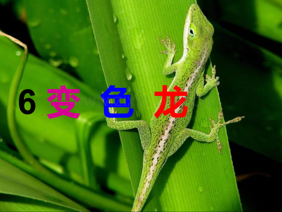 五年级上册变色龙资料.pptx_第1页