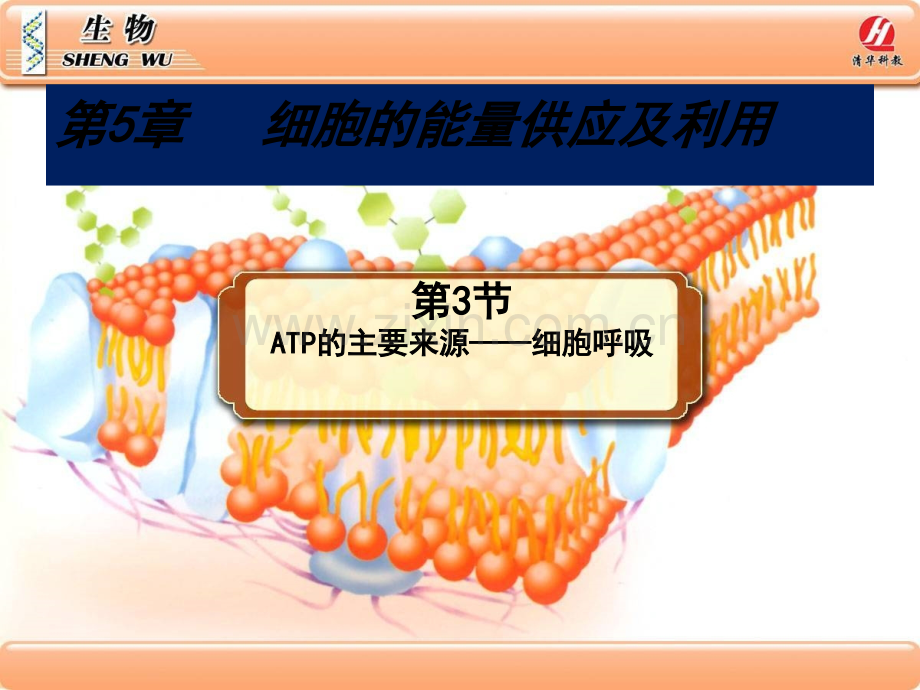 人教版高中生物必修一5-PPT.3呼吸作用.ppt_第2页