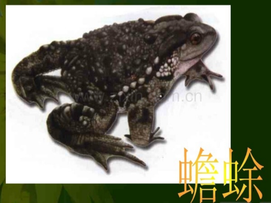 两栖动物的生殖与发育-PPT课件.ppt_第1页