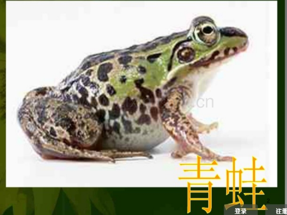 两栖动物的生殖与发育-PPT课件.ppt_第2页