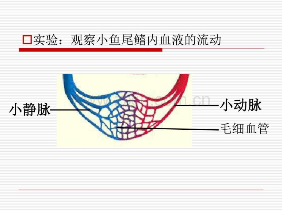 血管和心脏图文.pptx_第1页