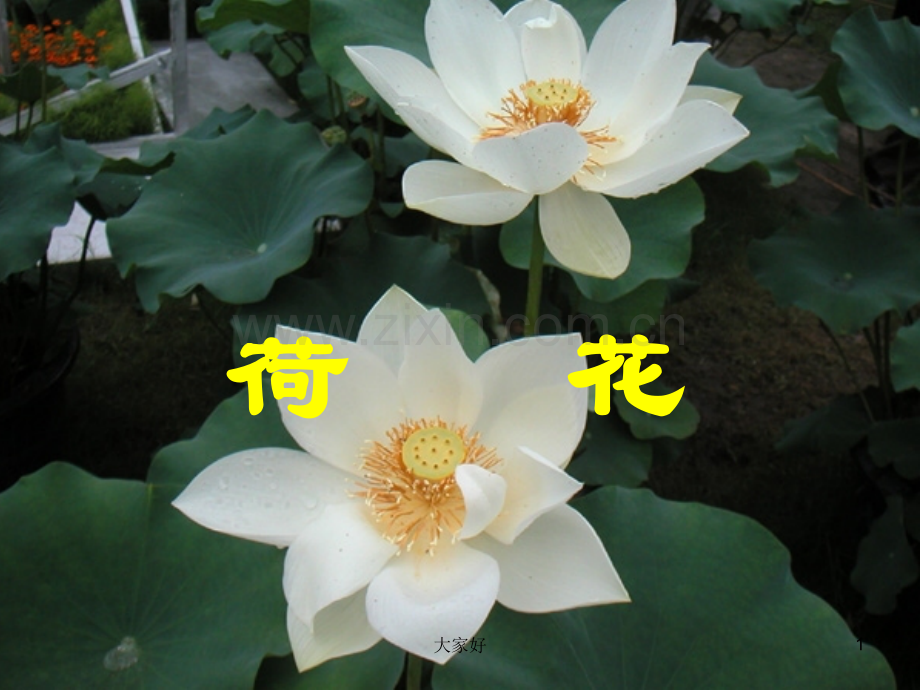 人教版三年级下册语文3《荷花》.ppt_第1页