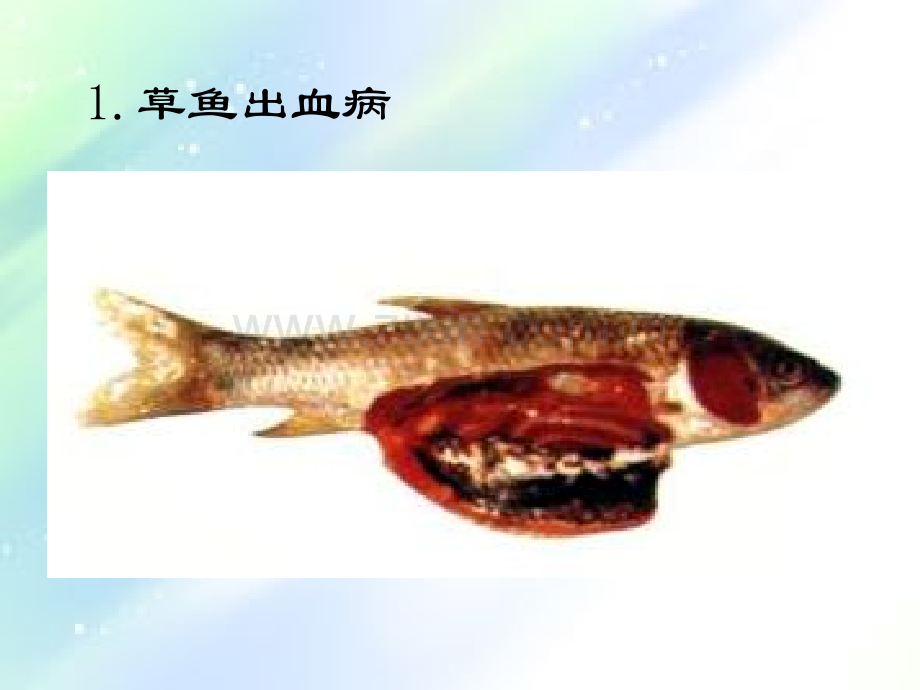 淡水鱼病图谱.ppt_第1页