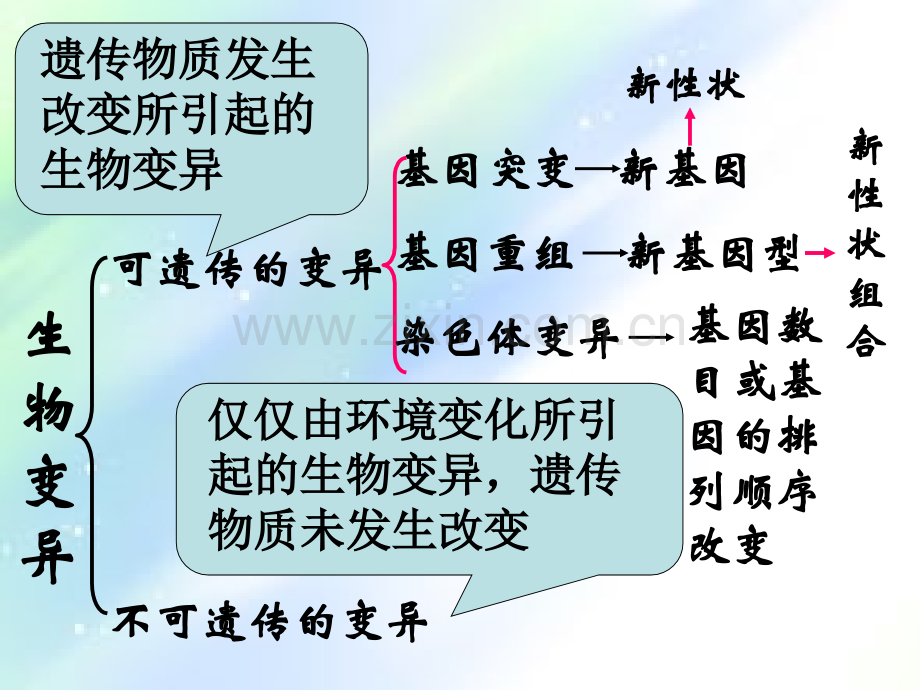 单倍体育种多倍体育种.ppt_第2页