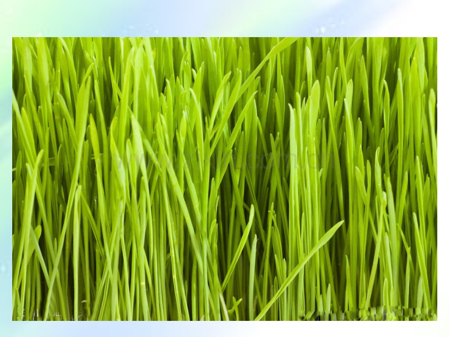 湘美版四年级美术草丛中.ppt_第2页