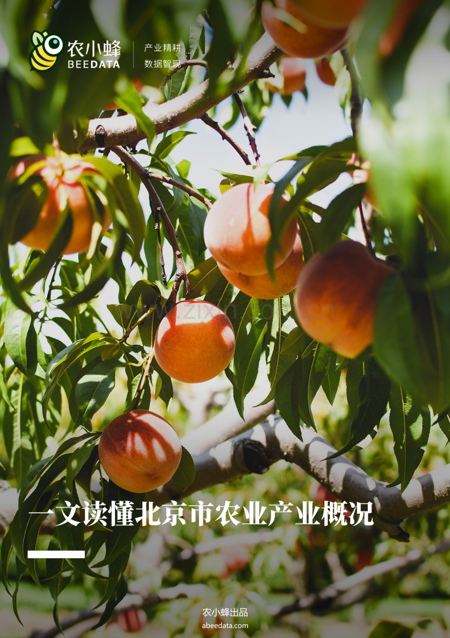 一文读懂北京市农业产业概况.pdf_第1页