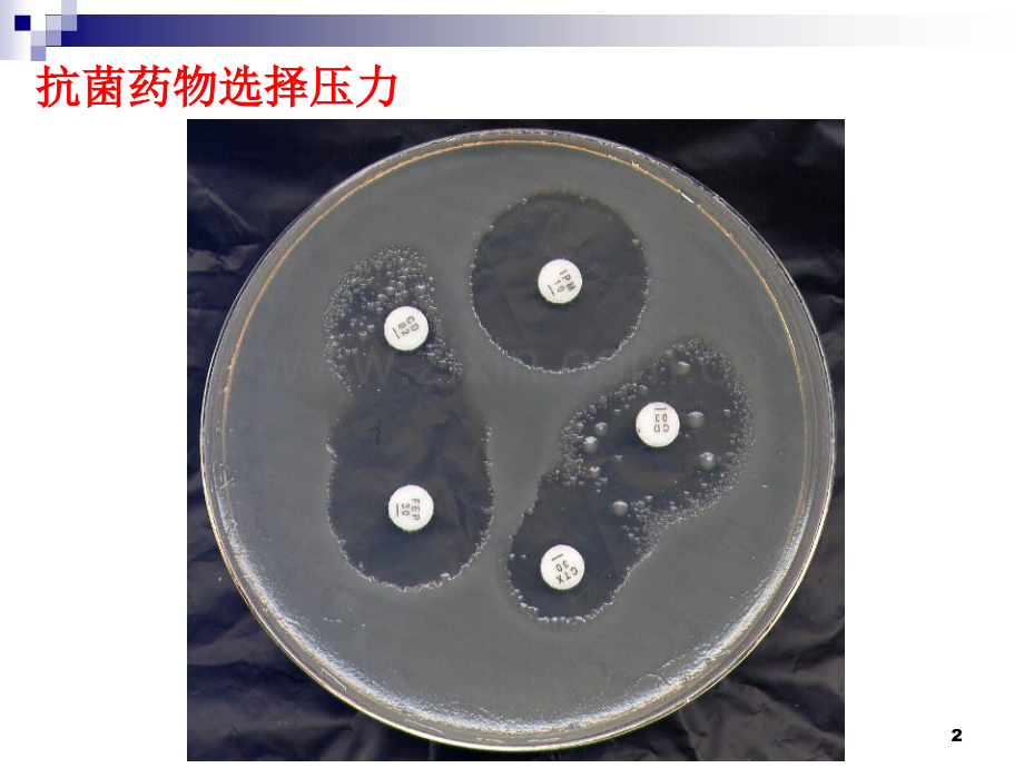 PKPD在指导抗生素应用.pptx_第2页