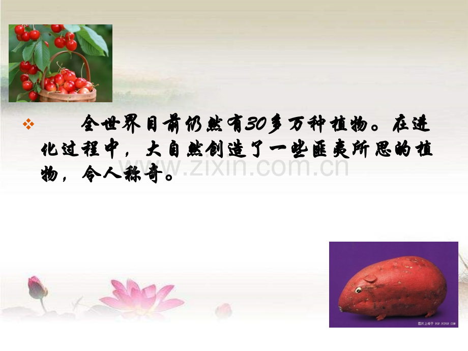 趣味植物(一).ppt_第2页