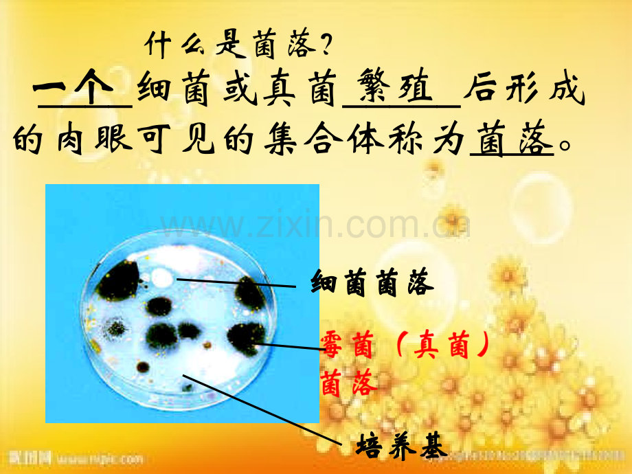 细菌、真菌、病毒(复习).ppt_第2页