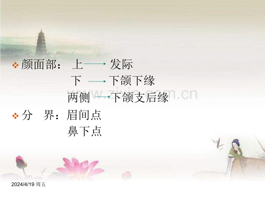 面部解剖.ppt_第2页