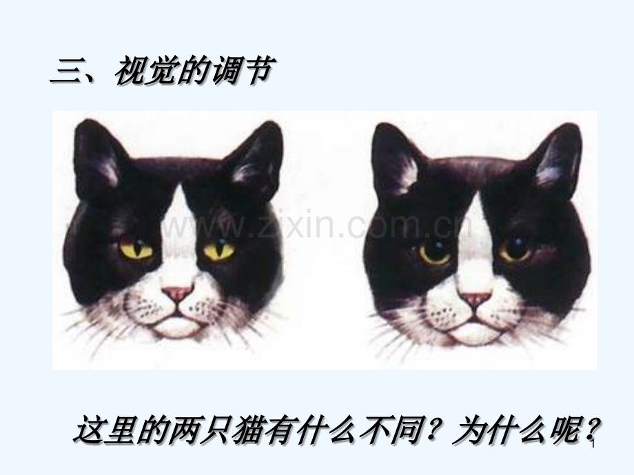 眼和视觉.ppt_第1页