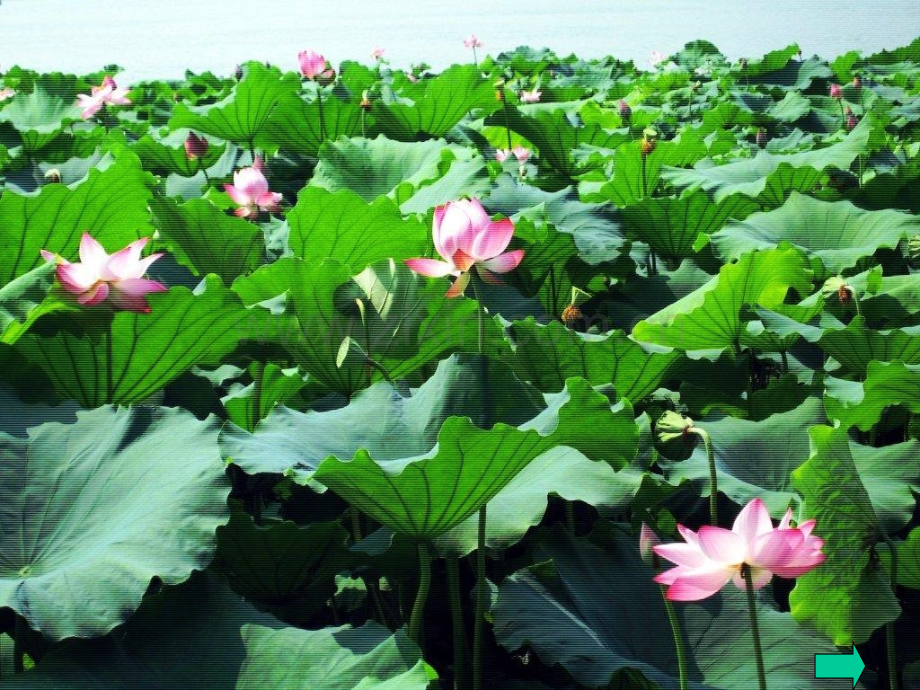 小学美术三年级下册荷花美1.pptx_第2页