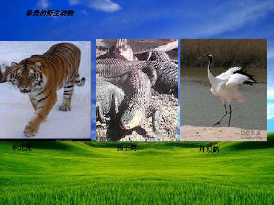 苏教版六年级上册语文17《麋鹿》课件.ppt_第1页