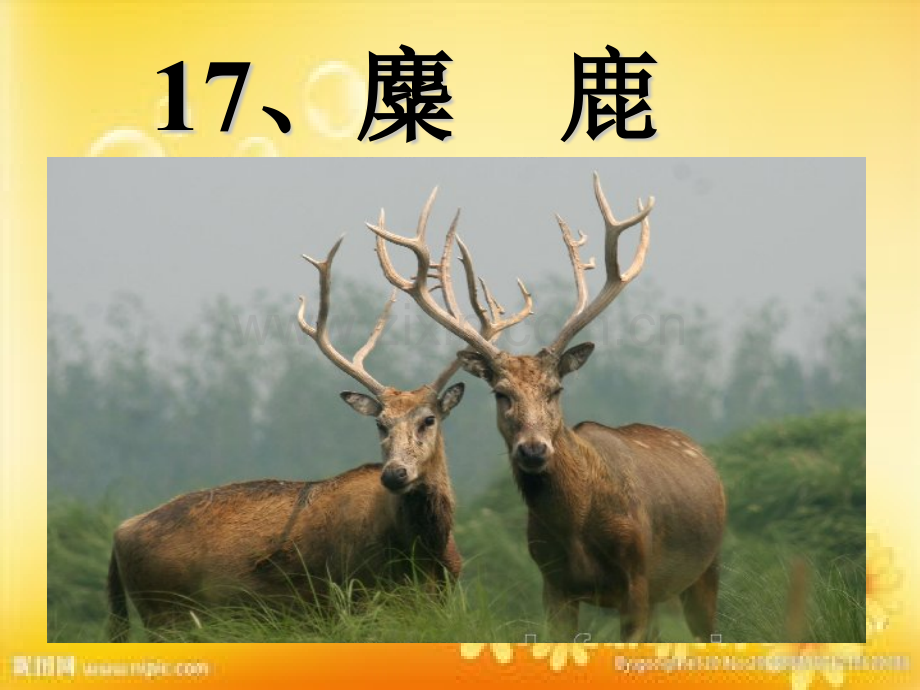 苏教版六年级上册语文17《麋鹿》课件.ppt_第2页