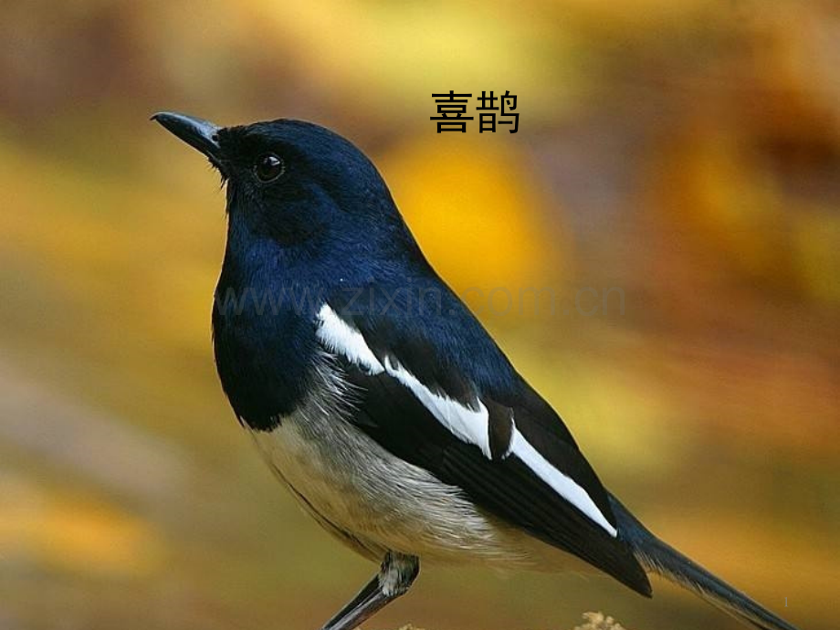 树和喜鹊.pptx_第1页