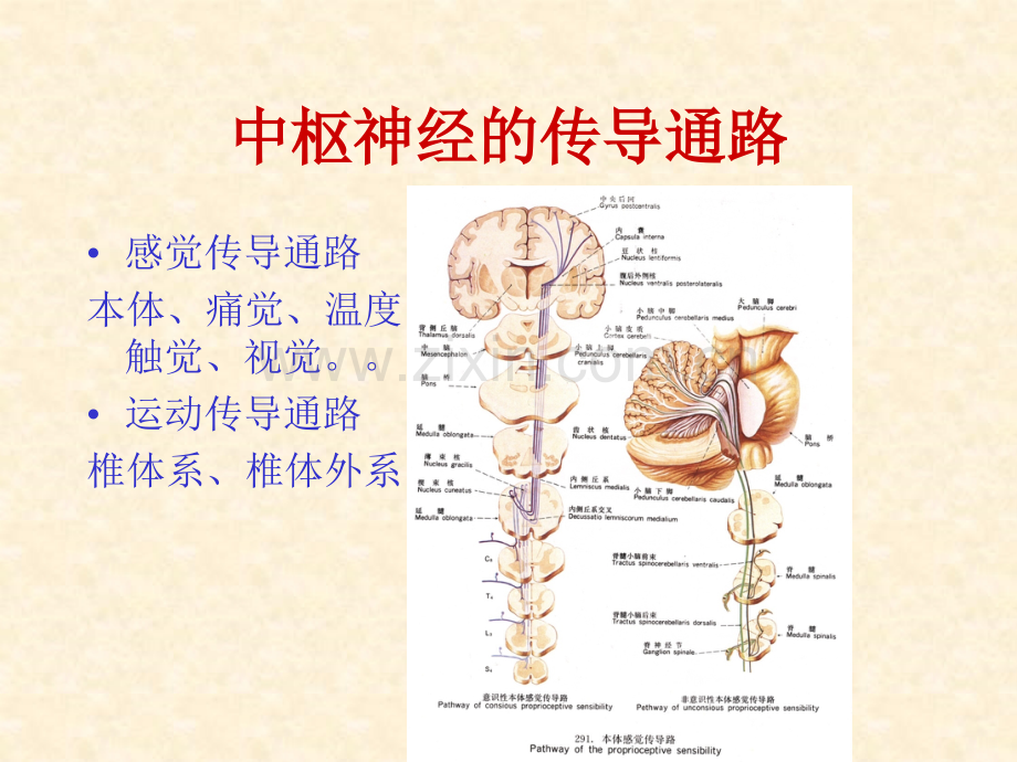 中枢神经的传导通路1.pptx_第1页