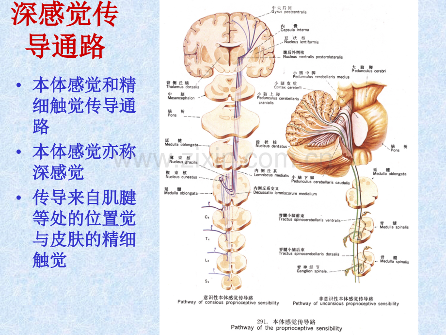 中枢神经的传导通路1.pptx_第2页