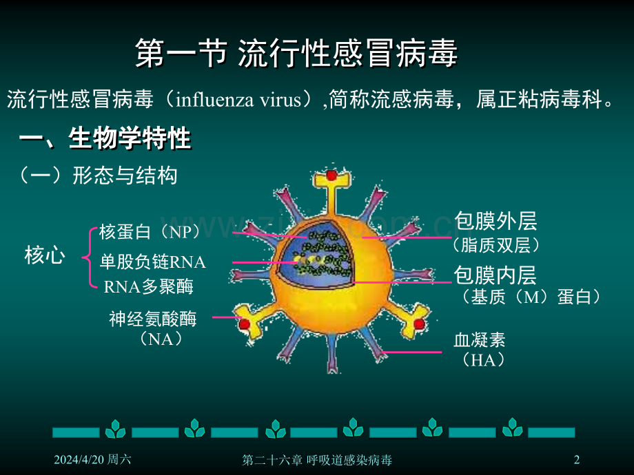 第二十六章呼吸道病毒.pptx_第2页