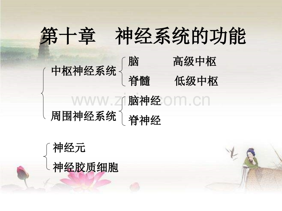 神经系统课件.ppt_第1页