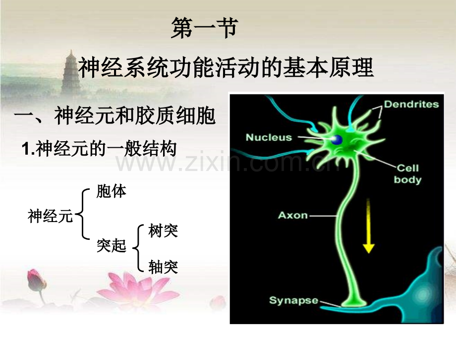 神经系统课件.ppt_第2页