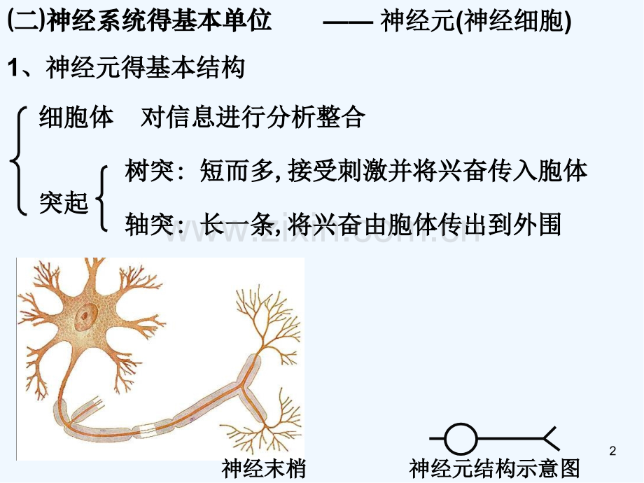 高中生物第二章第一节通过神经系统的调节课件新人教版必修-PPT.pptx_第2页
