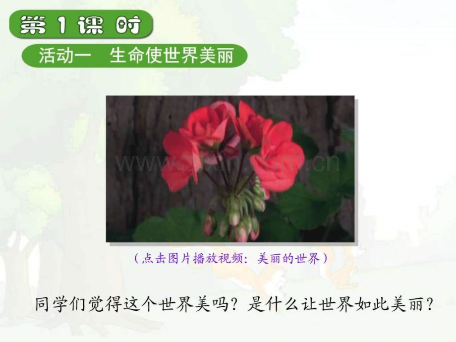 美丽的生命教学演示图文.pptx_第1页