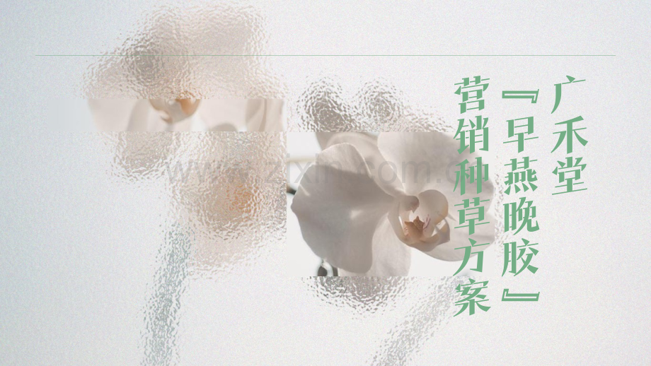 早燕晚胶盏营销种草方案2023.pdf_第1页