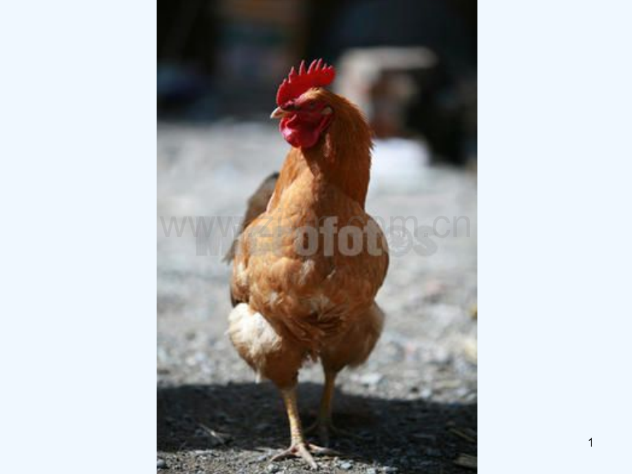 艳丽的大公鸡美术教案课件.ppt_第1页