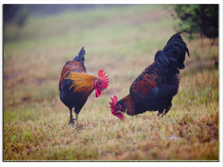 艳丽的大公鸡美术教案课件.ppt_第2页