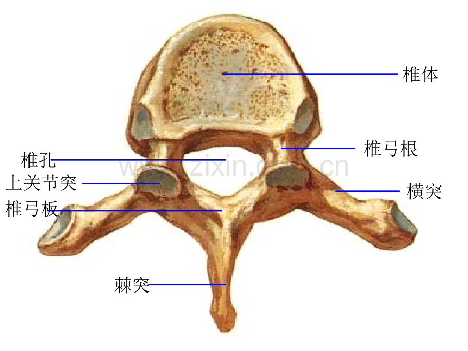 系统解剖学实物标本模拟考试.ppt_第2页